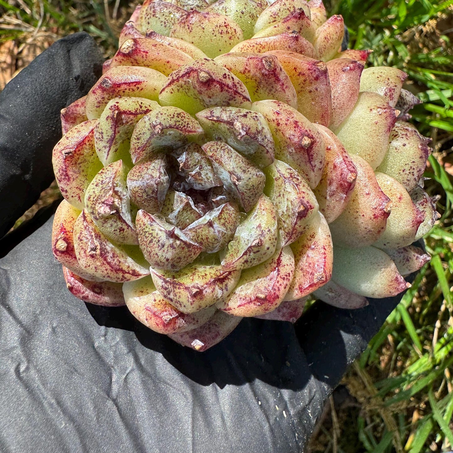 New rare succulents ,' White beach', 3heads, 2.9inches
