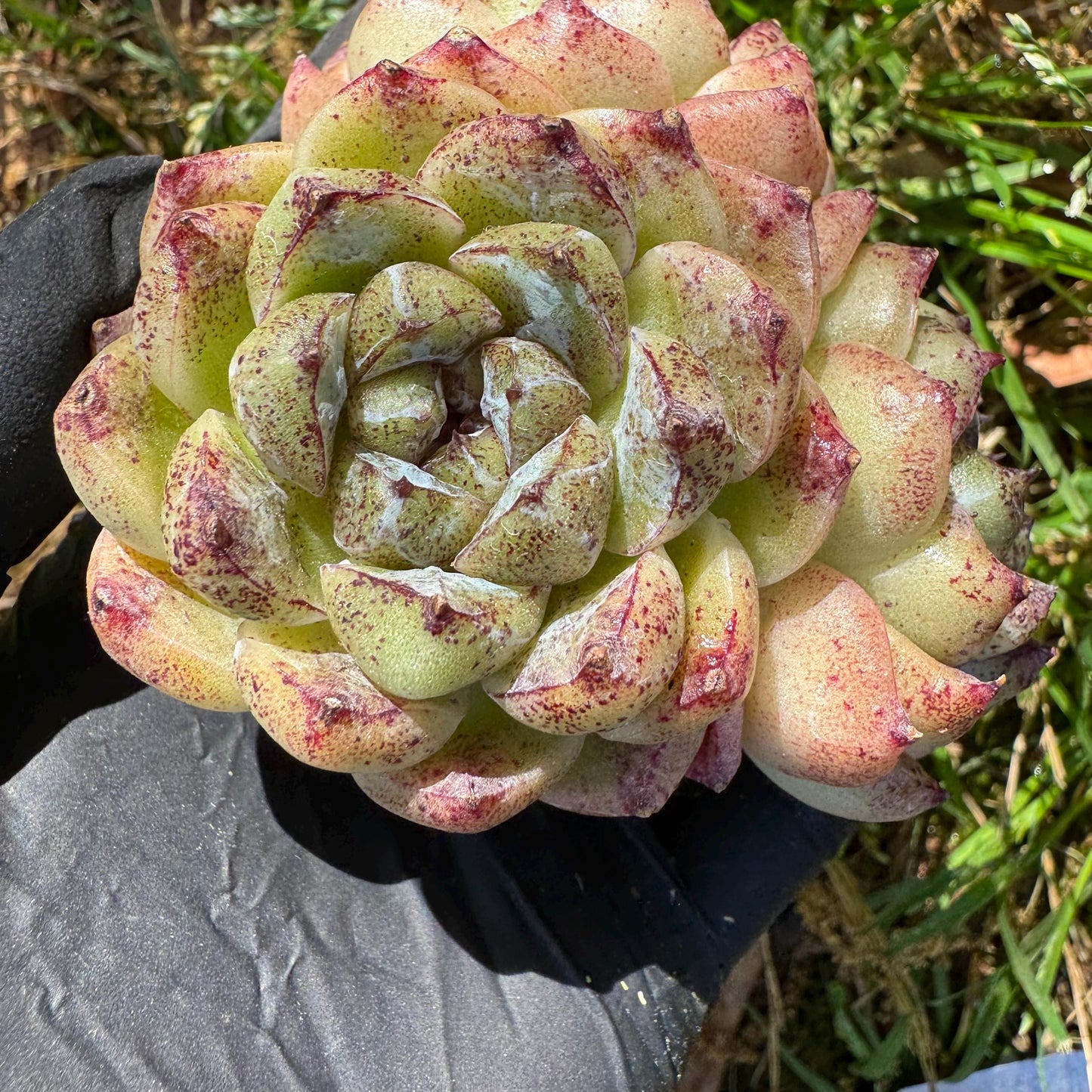 New rare succulents ,' White beach', 3heads, 2.9inches
