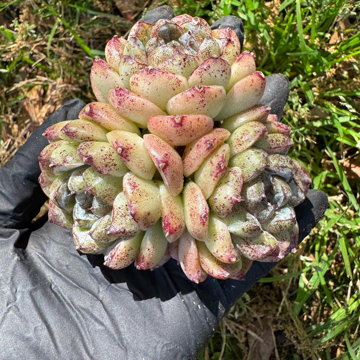 New rare succulents ,' White beach', 3heads, 2.9inches