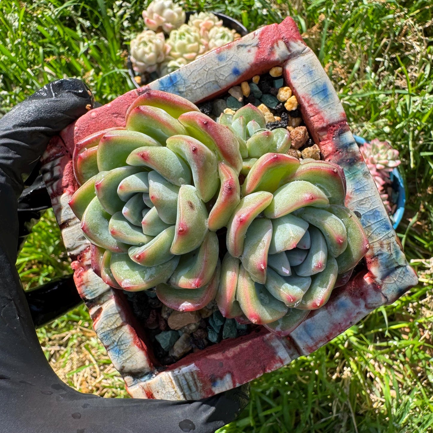 Rare succulents, Echeveria 'Strawberry Puff ', 3heads, 2.9inches