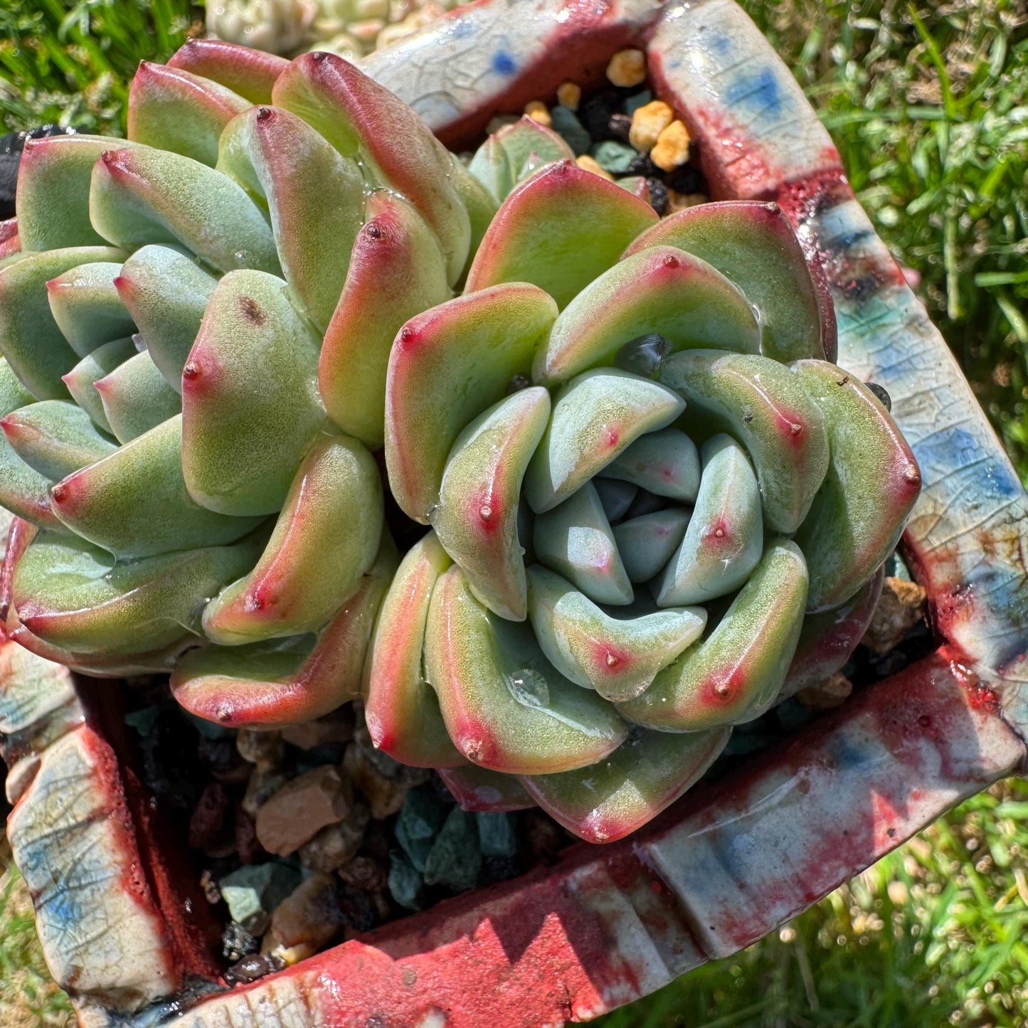 Rare succulents, Echeveria 'Strawberry Puff ', 3heads, 2.9inches