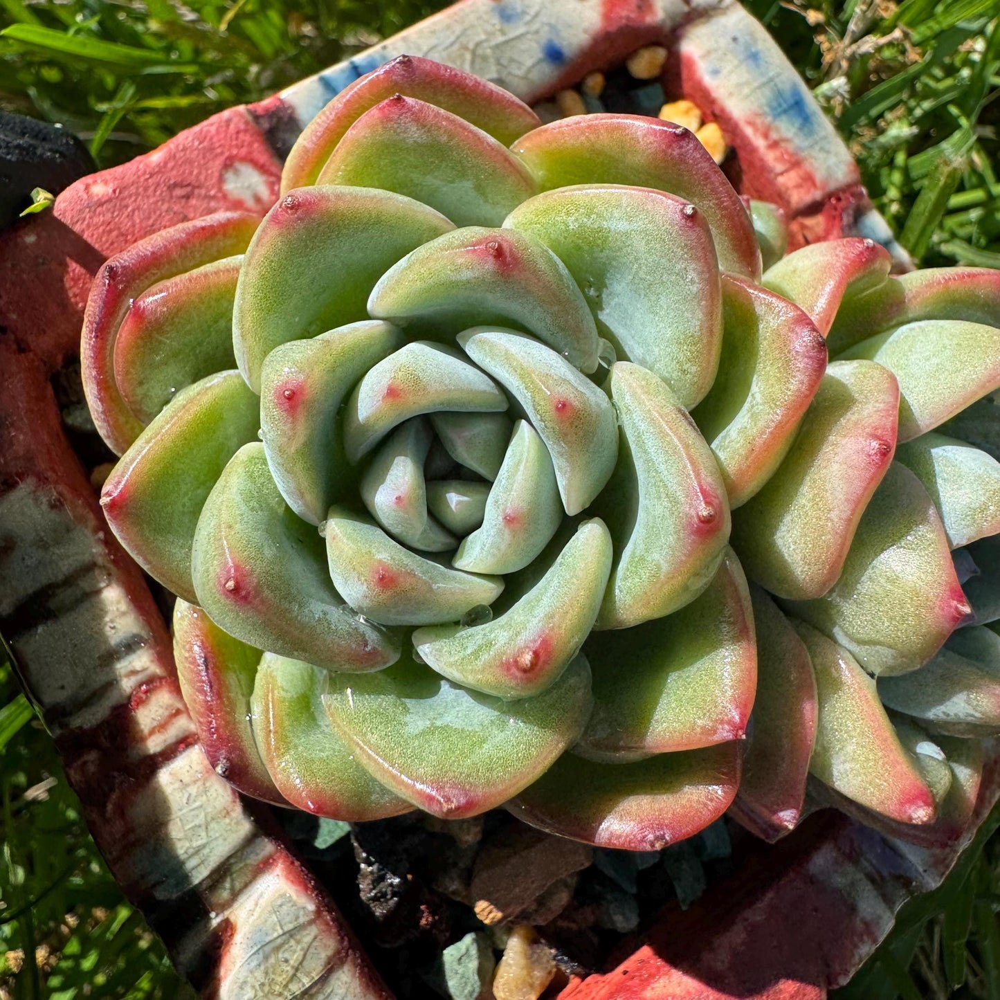 Rare succulents, Echeveria 'Strawberry Puff ', 3heads, 2.9inches