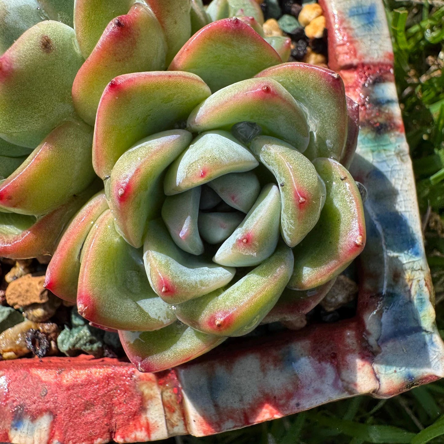 Rare succulents, Echeveria 'Strawberry Puff ', 3heads, 2.9inches
