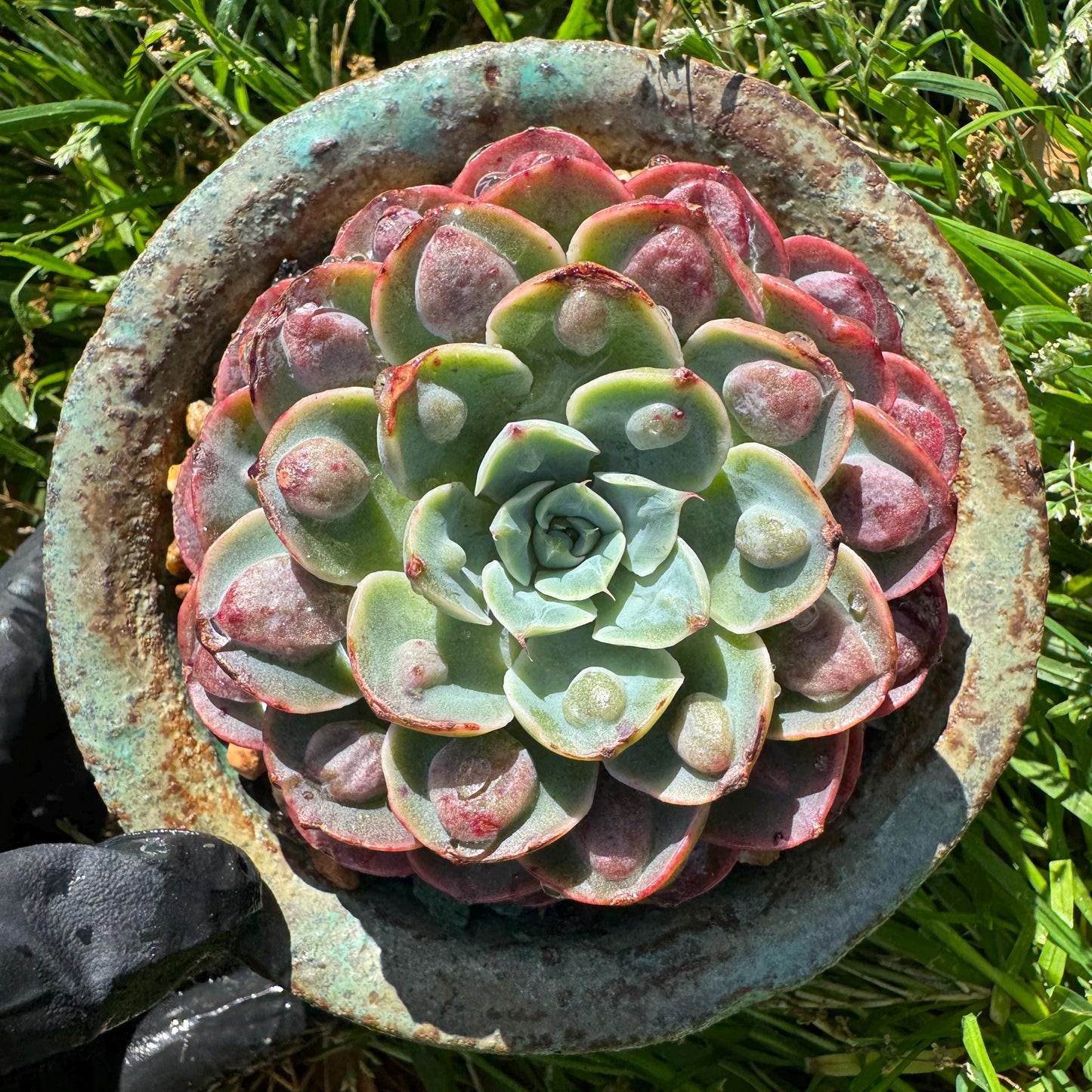 Rare succulents plants, Echeveria'Rainbow drops ’ , 2.8inches, small single head