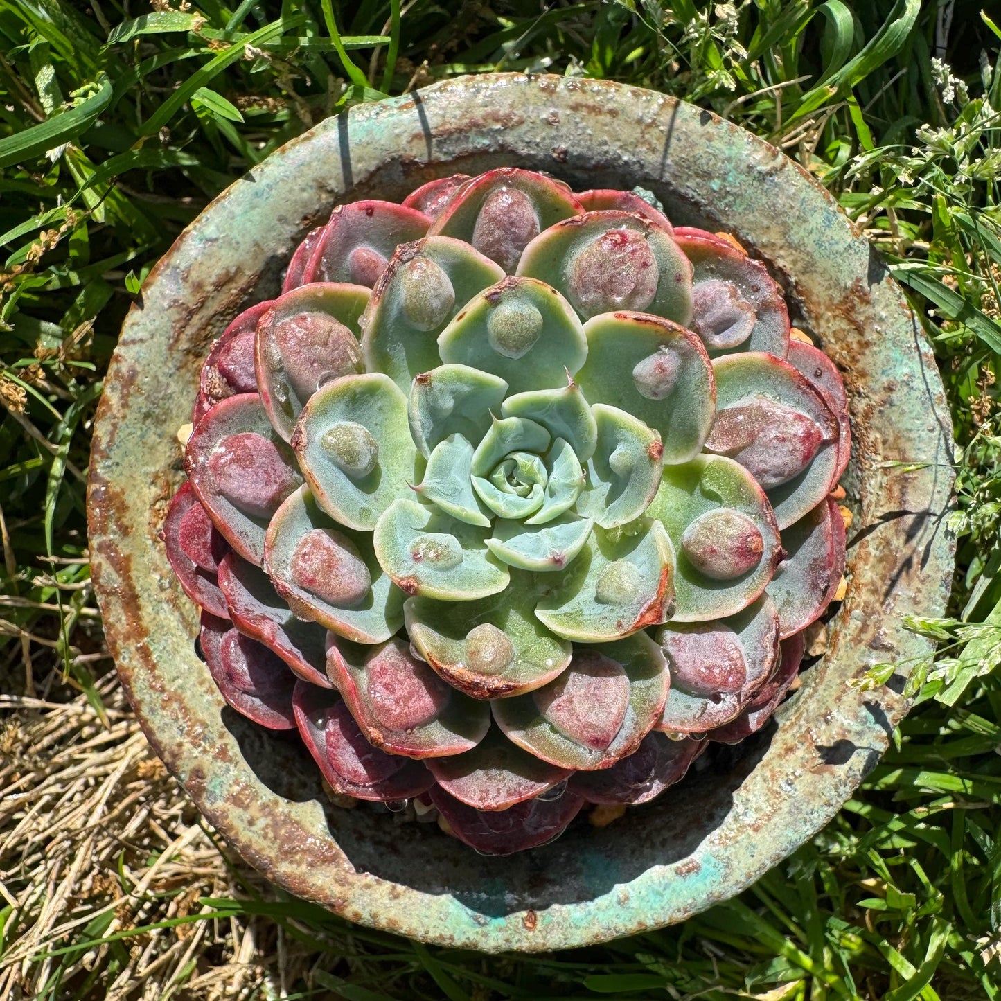 Rare succulents plants, Echeveria'Rainbow drops ’ , 2.8inches, small single head