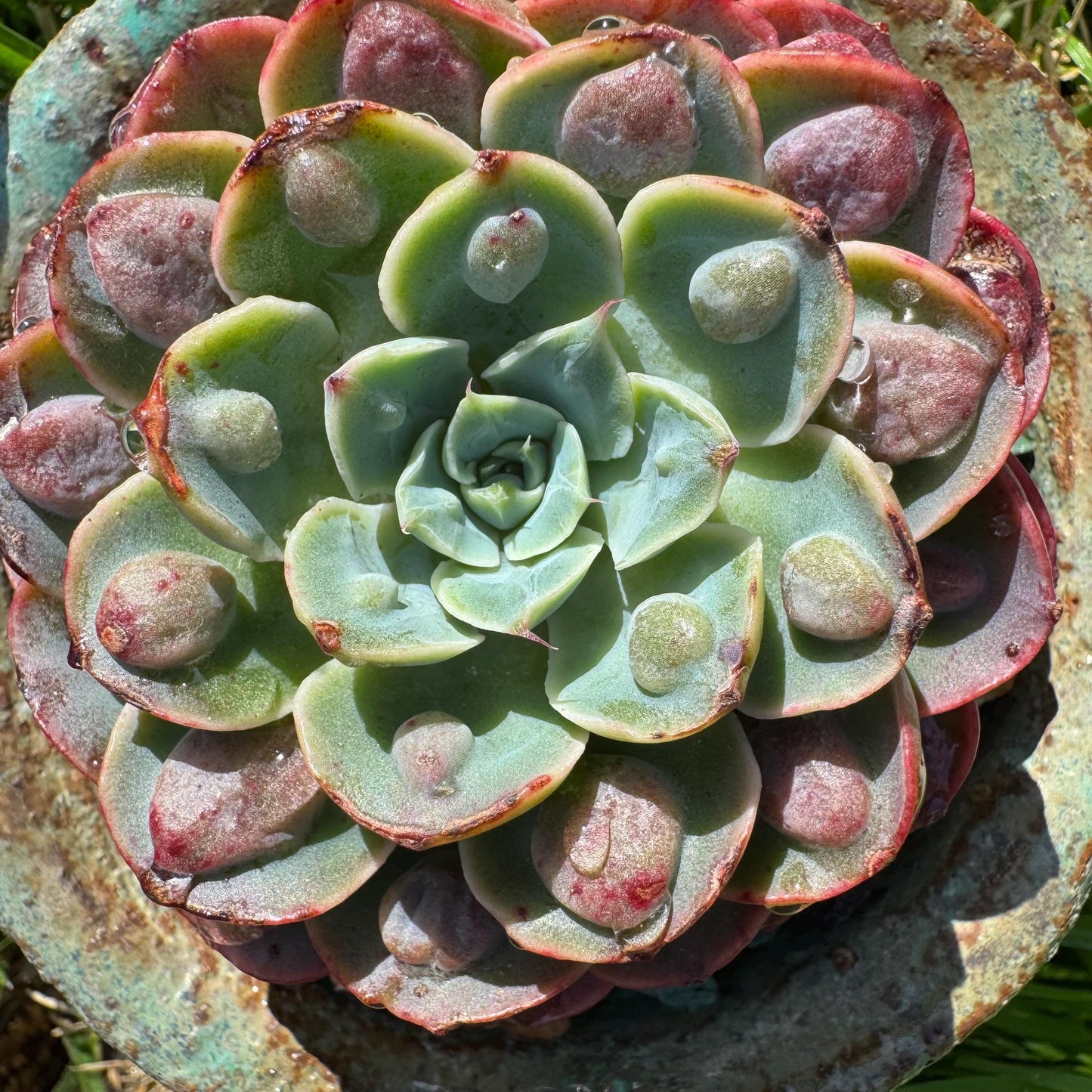 Rare succulents plants, Echeveria'Rainbow drops ’ , 2.8inches, small single head