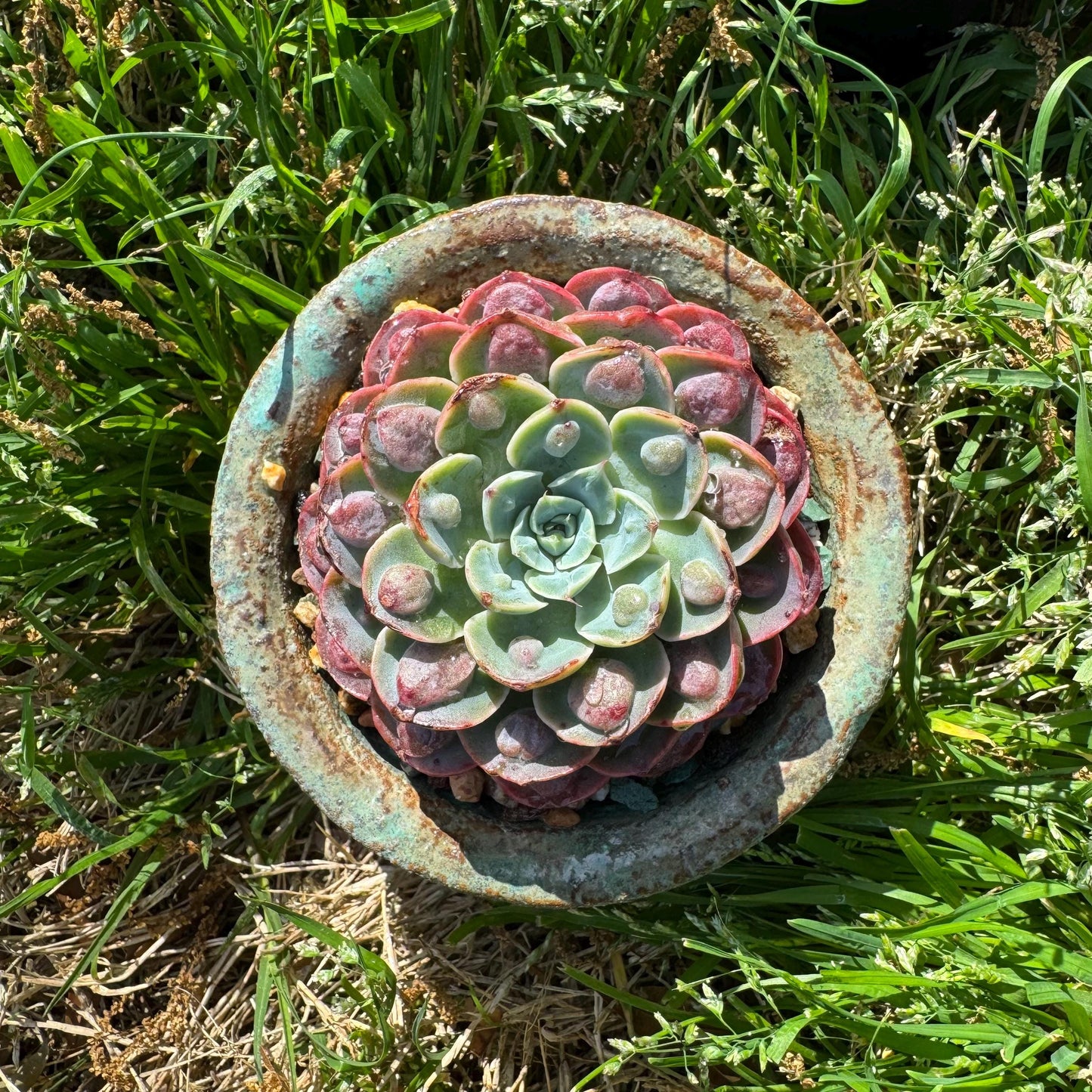 Rare succulents plants, Echeveria'Rainbow drops ’ , 2.8inches, small single head