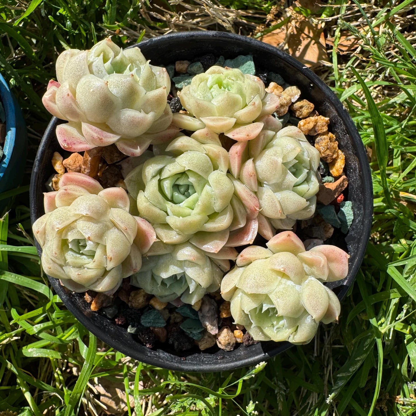 Rare succulents, Echeveria 'Rose Moon', 3.1 inches