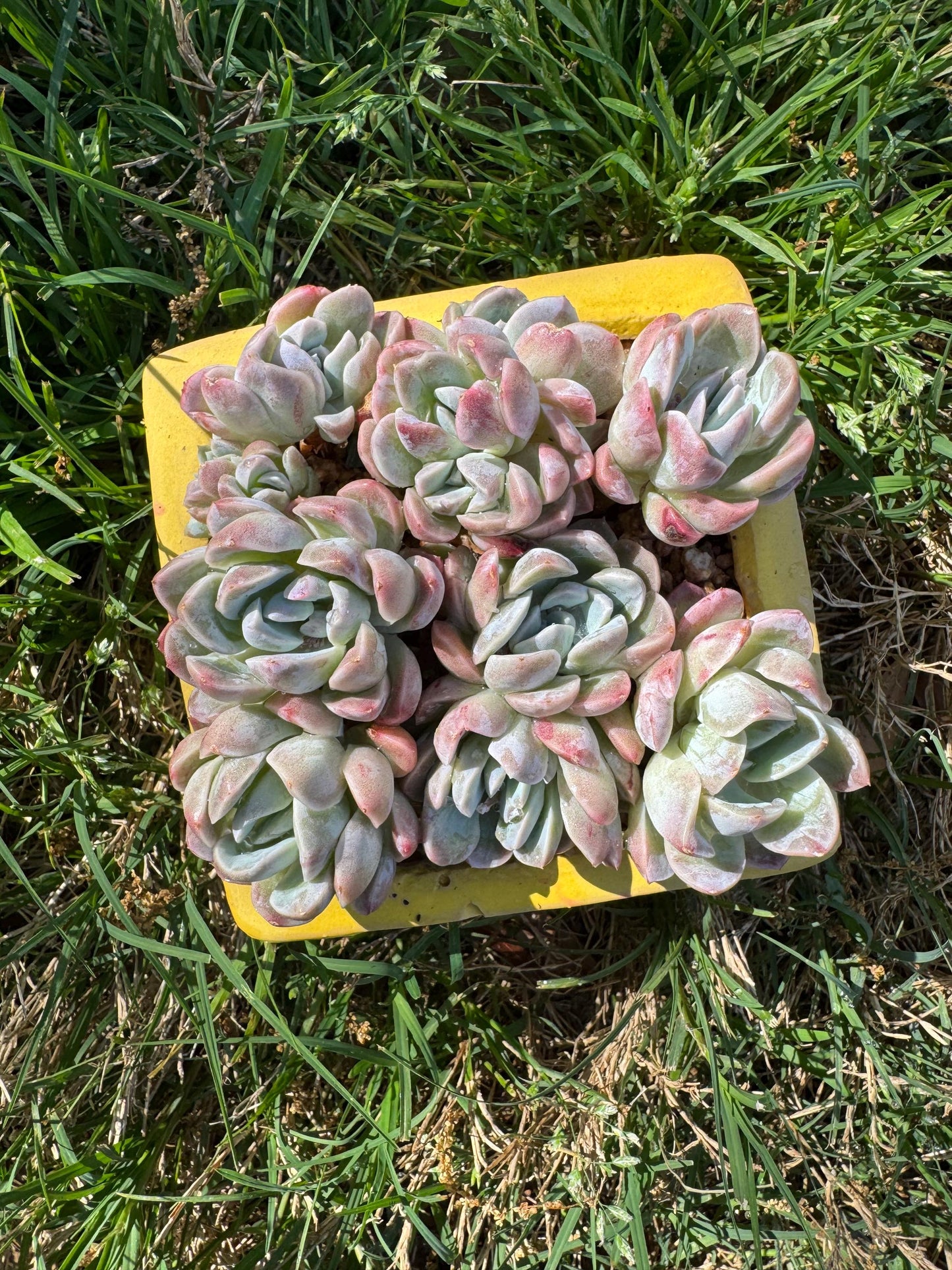 New succulents, Echeveria 'Elegans hybrid' cluster, 3.9inches