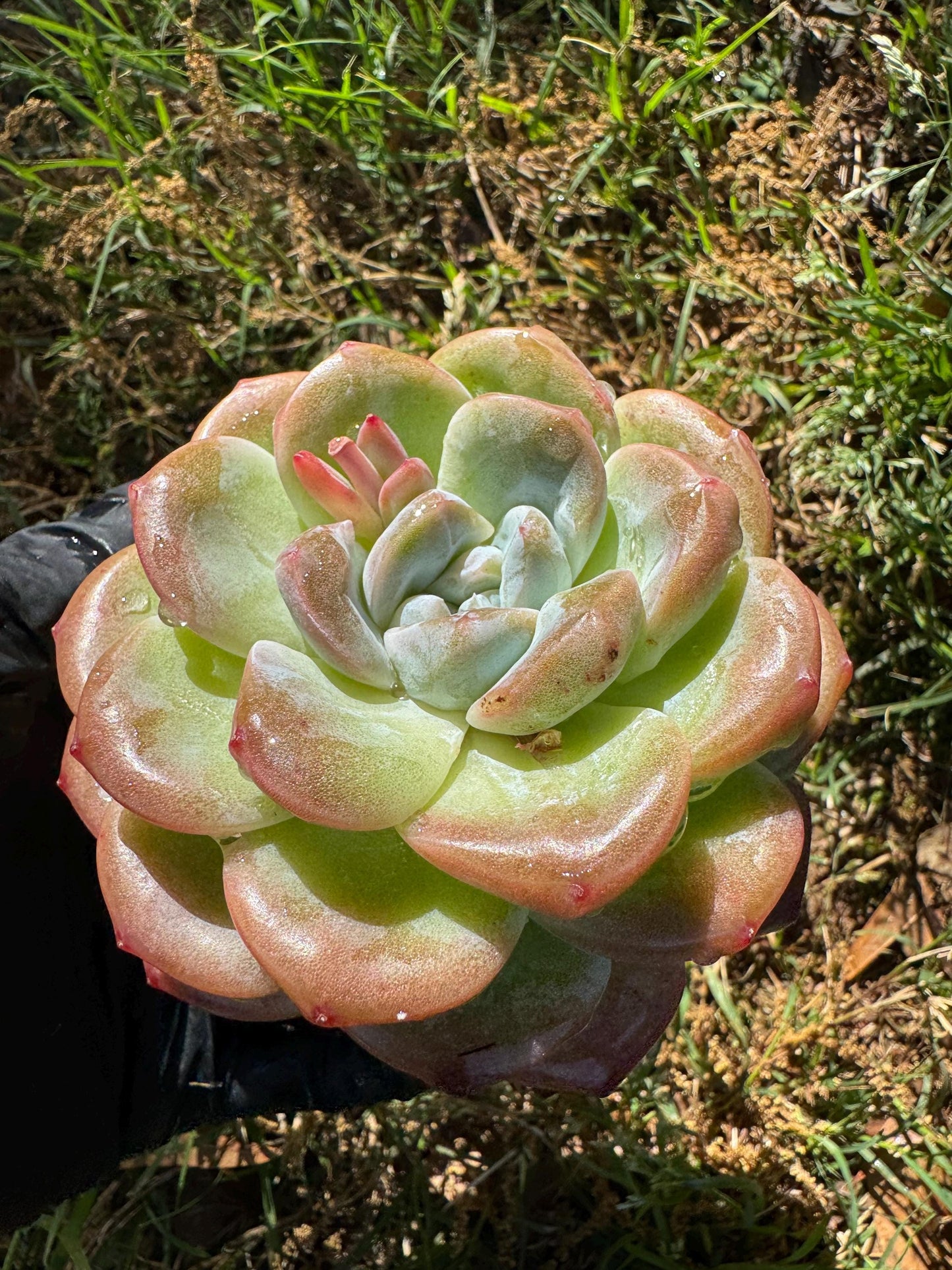 Rare succulents plants, Echeveria Korean cream ' Ice Green', 3.2inches