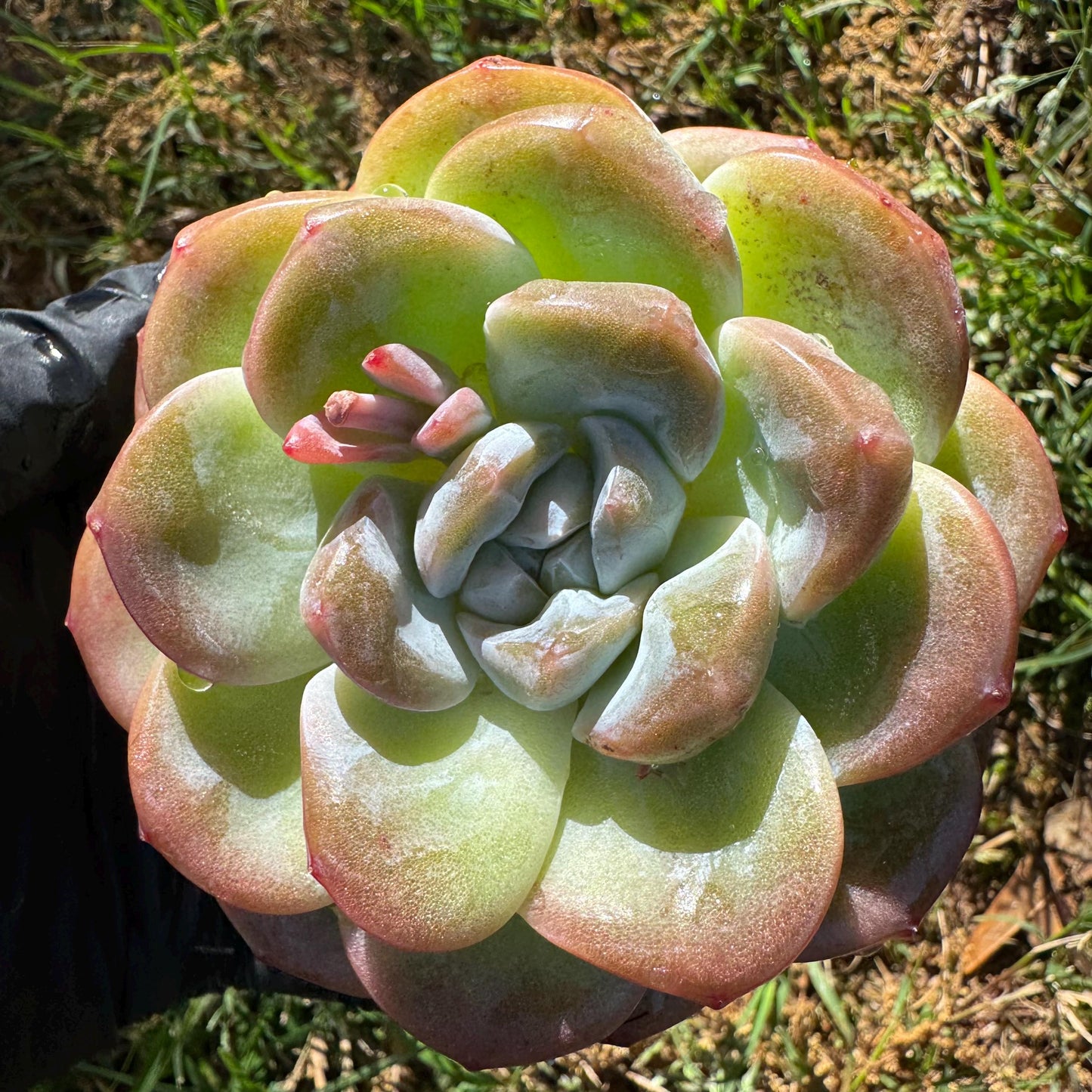 Rare succulents plants, Echeveria Korean cream ' Ice Green', 3.2inches