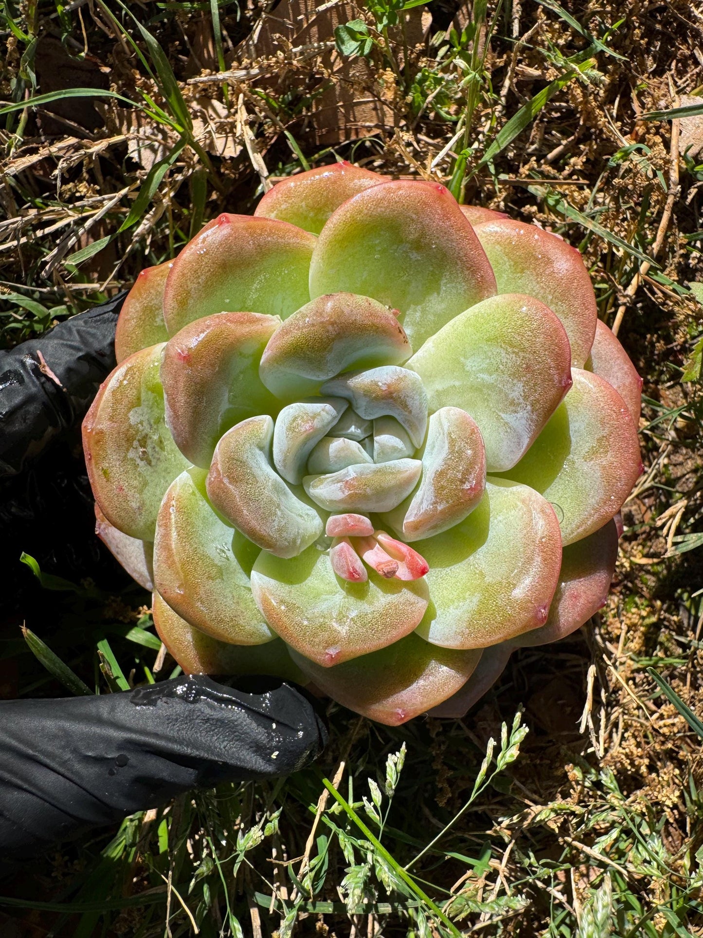 Rare succulents plants, Echeveria Korean cream ' Ice Green', 3.2inches