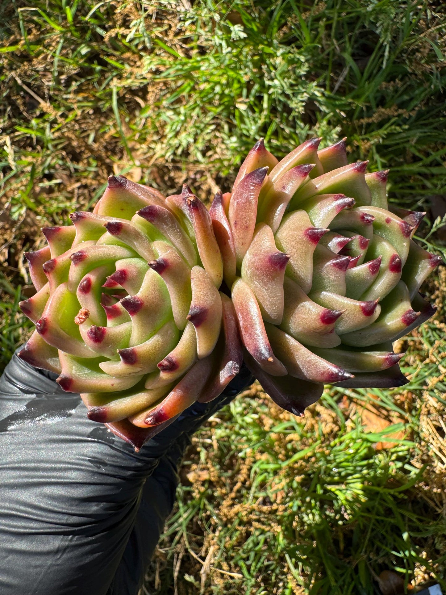 Echeveria 'Blue Dragon', 2heads,3.2inches
