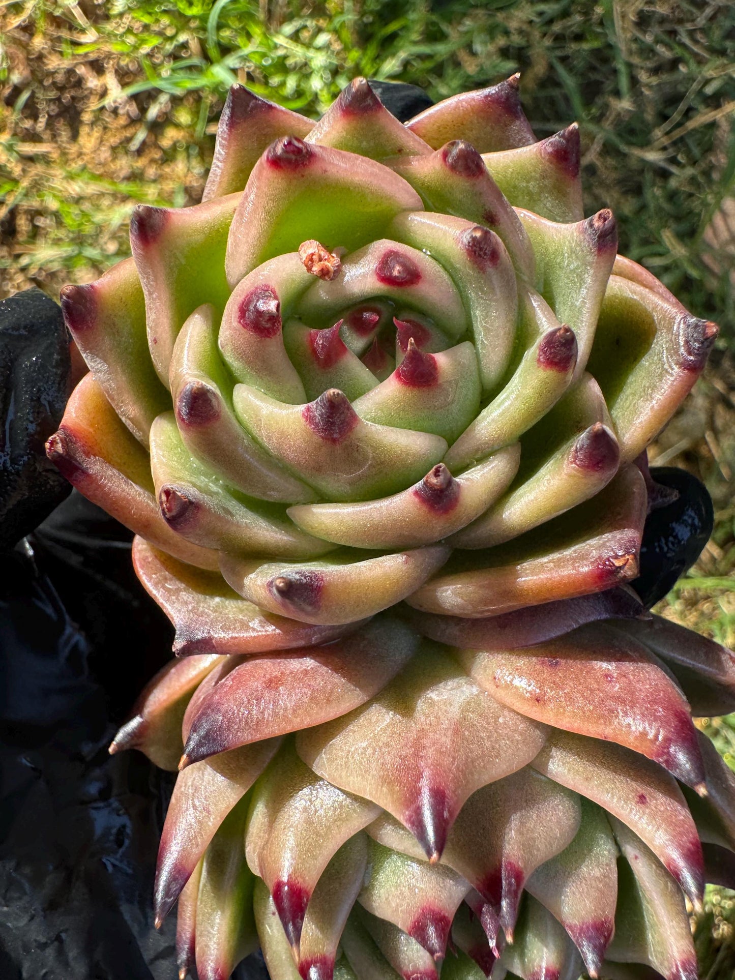 Echeveria 'Blue Dragon', 2heads,3.2inches