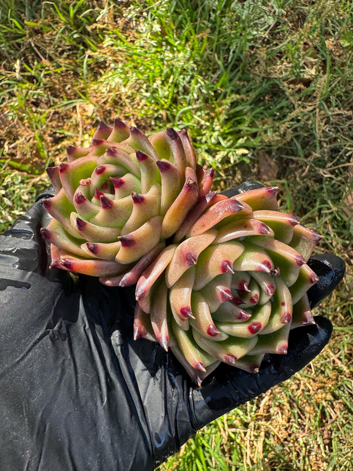 Echeveria 'Blue Dragon', 2heads,3.2inches