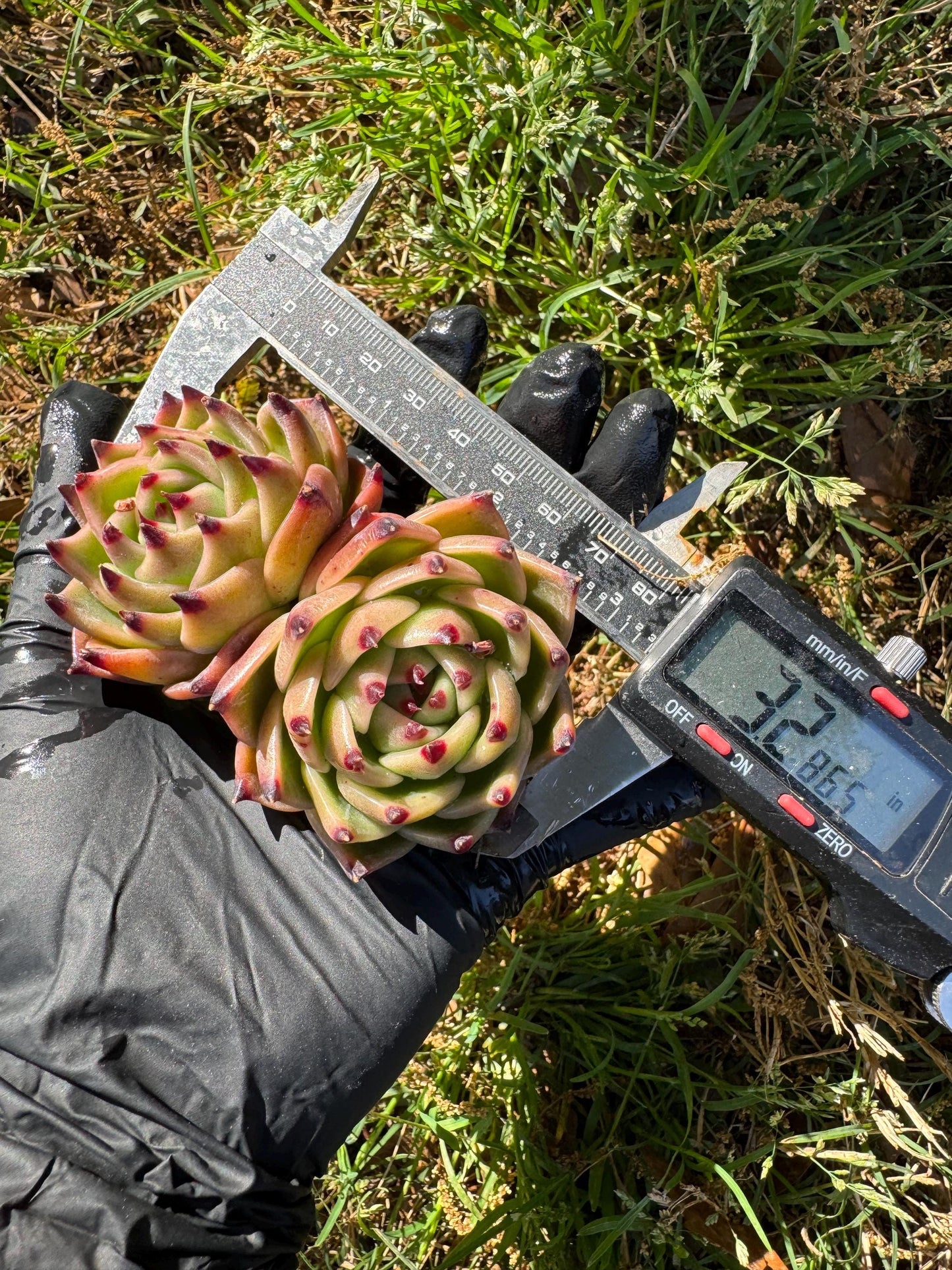 Echeveria 'Blue Dragon', 2heads,3.2inches