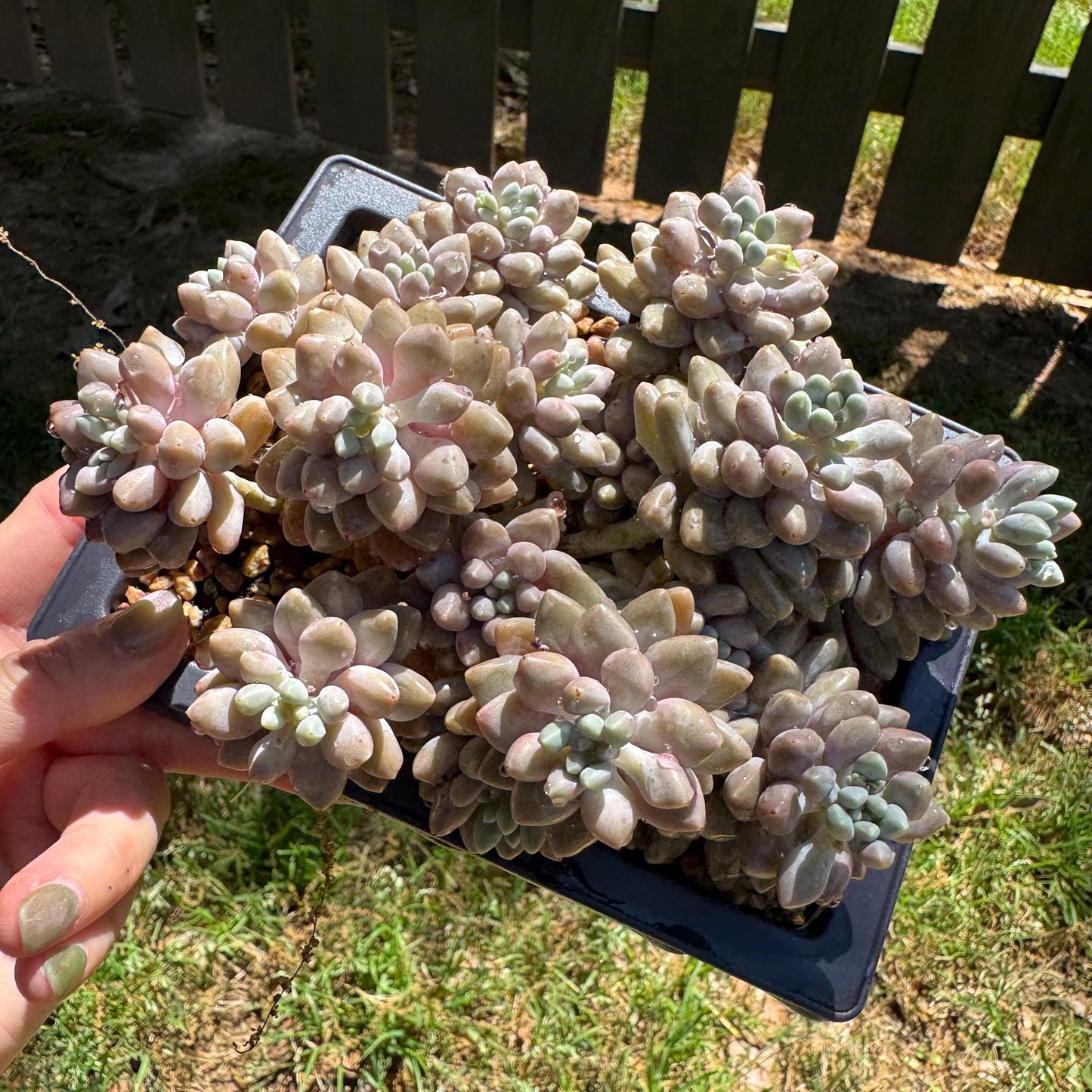 New succulents , Pachyveria 'stardew' cluster, 4.7inches