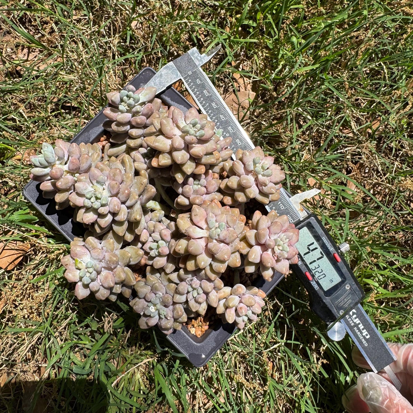 New succulents , Pachyveria 'stardew' cluster, 4.7inches
