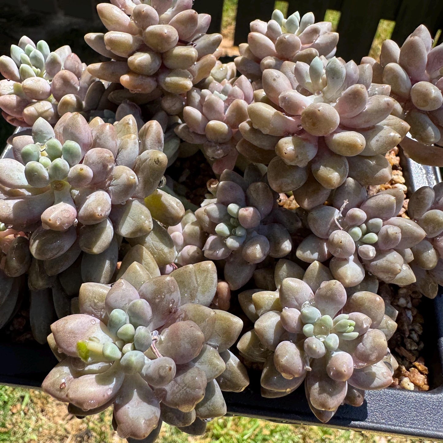 New succulents , Pachyveria 'stardew' cluster, 4.7inches