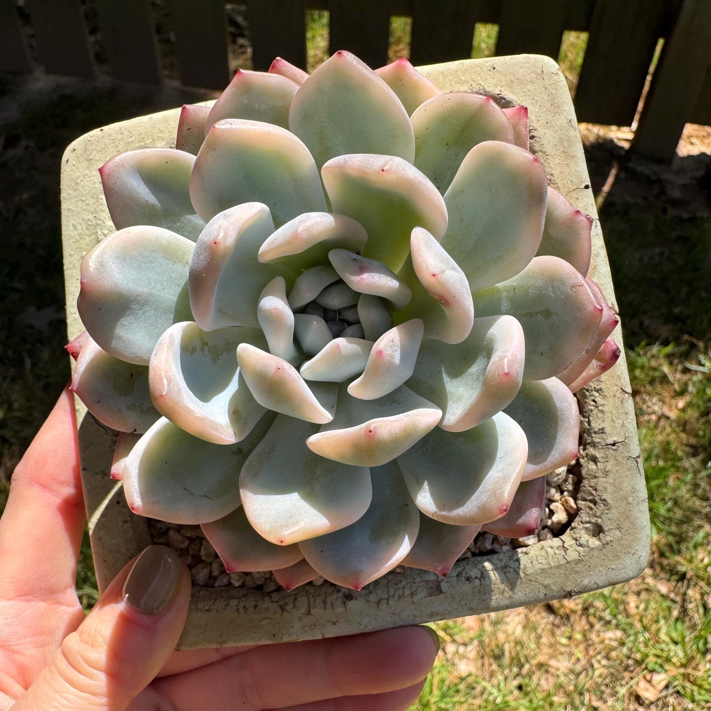 Rare succulents, Echeveria ‘Monroe ’ Variegated, 3.2inches