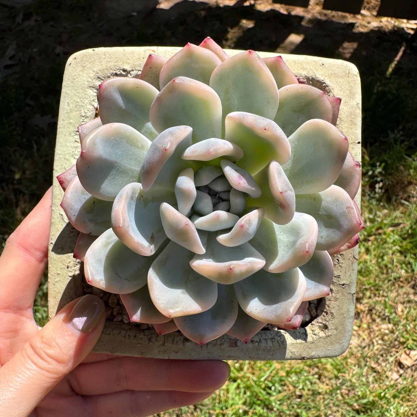 Rare succulents, Echeveria ‘Monroe ’ Variegated, 3.2inches