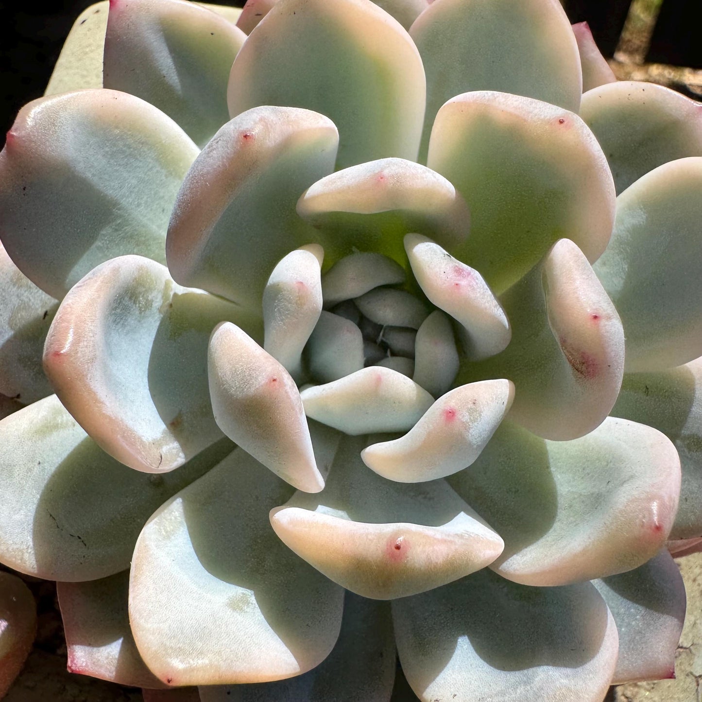 Rare succulents, Echeveria ‘Monroe ’ Variegated, 3.2inches