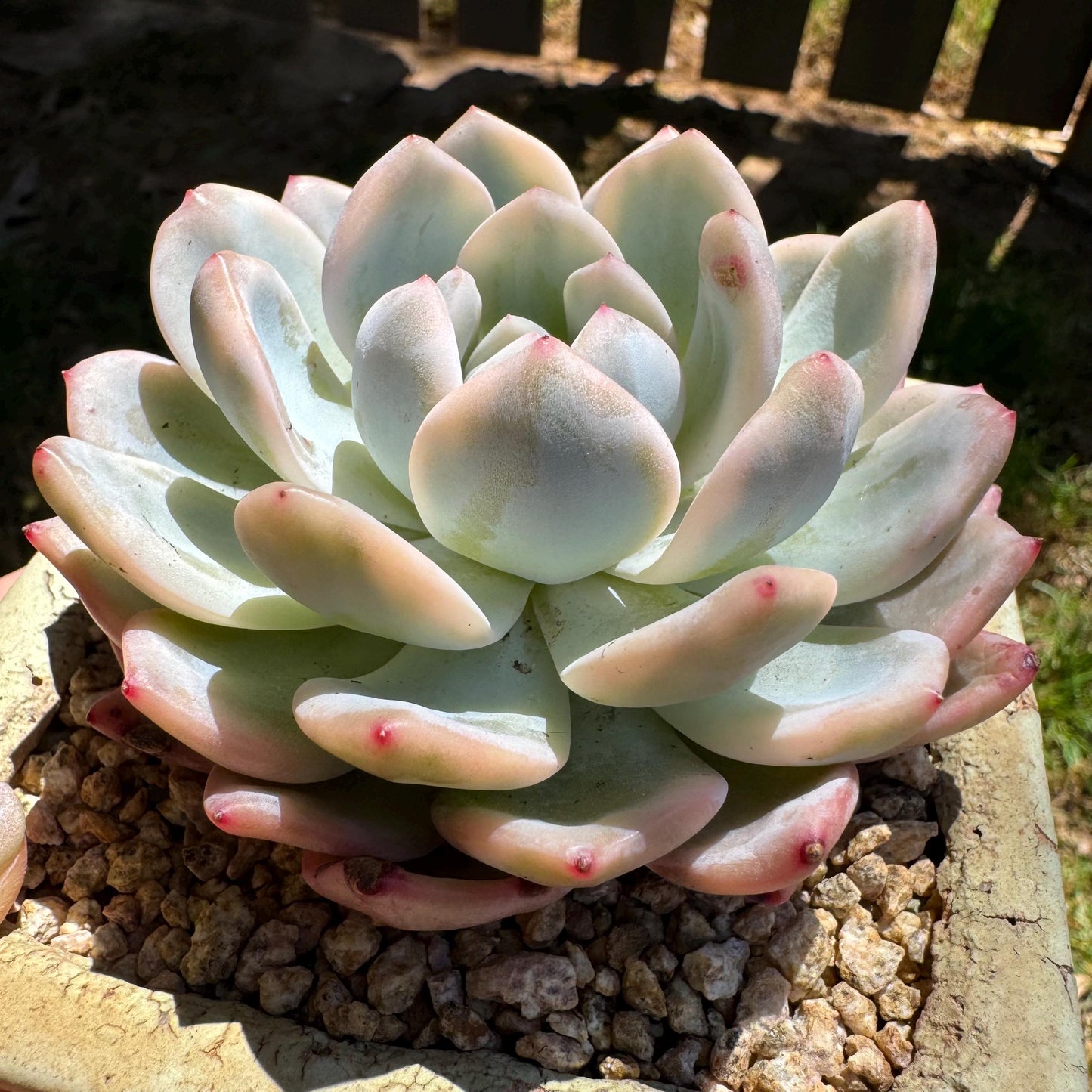 Rare succulents, Echeveria ‘Monroe ’ Variegated, 3.2inches
