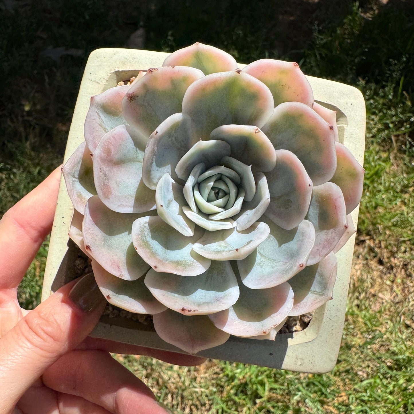 Rare succulents, Echeveria 'Blue Surprise variegated', 3inches