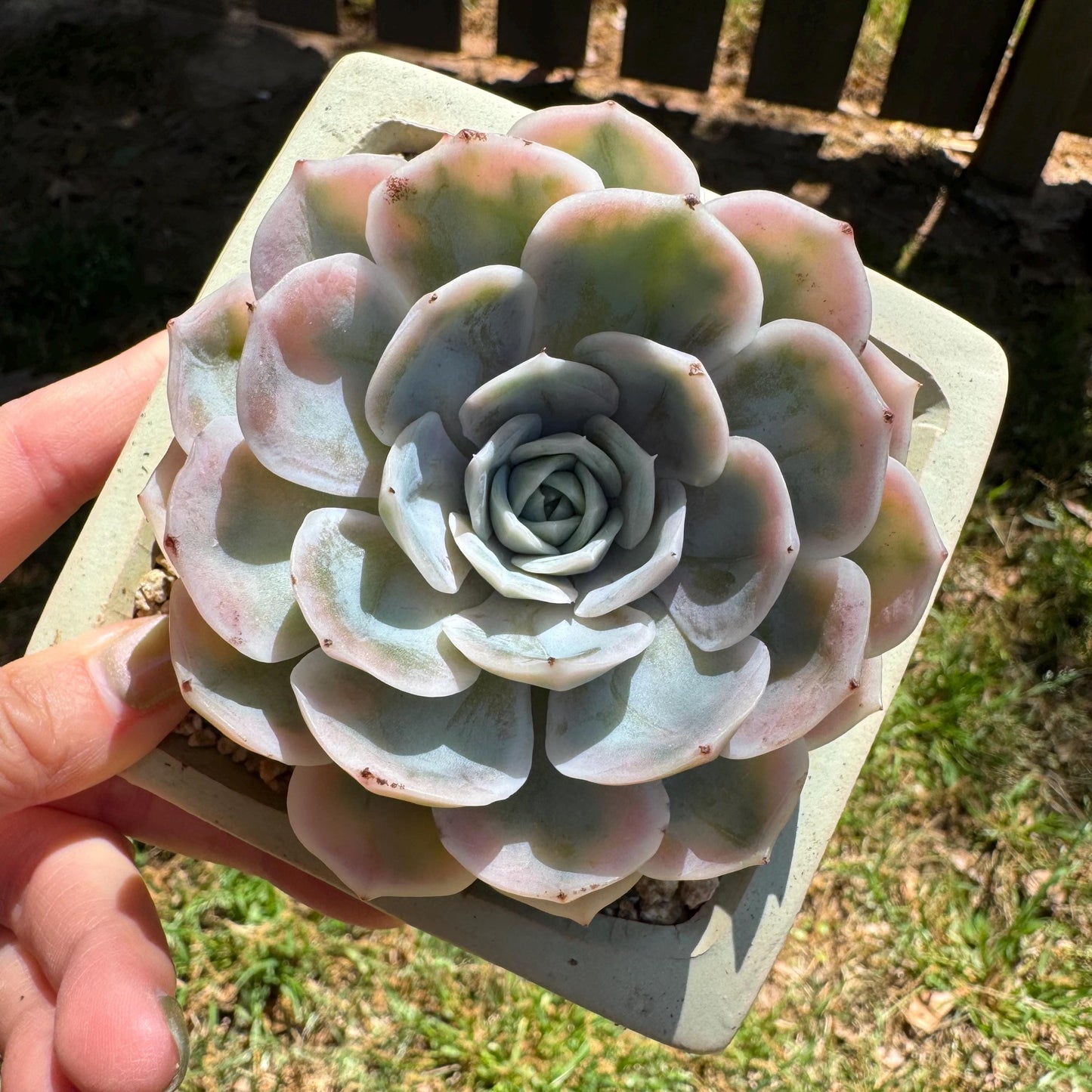 Rare succulents, Echeveria 'Blue Surprise variegated', 3inches