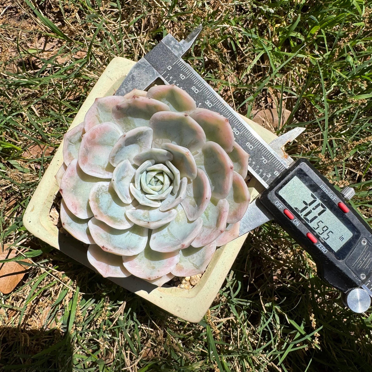 Rare succulents, Echeveria 'Blue Surprise variegated', 3inches