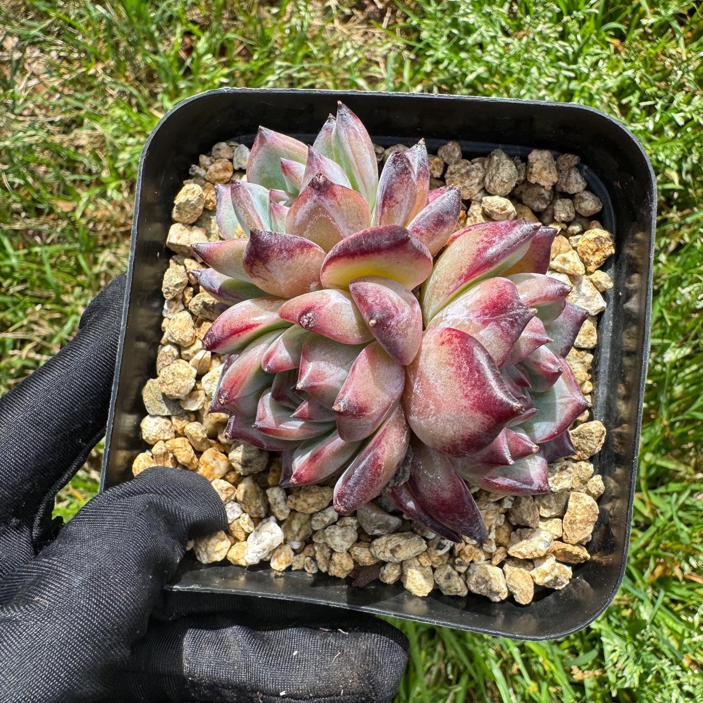 Echeveria 'Red Latam' small cluster, nice,3heads , 2.7inches