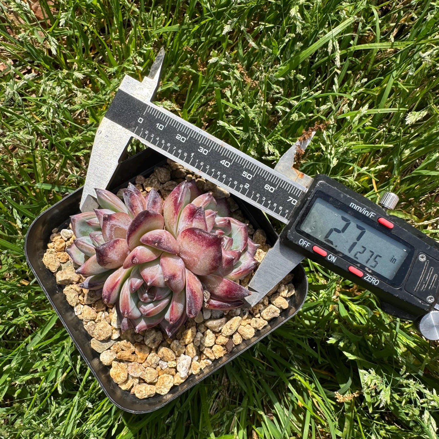 Echeveria 'Red Latam' small cluster, nice,3heads , 2.7inches