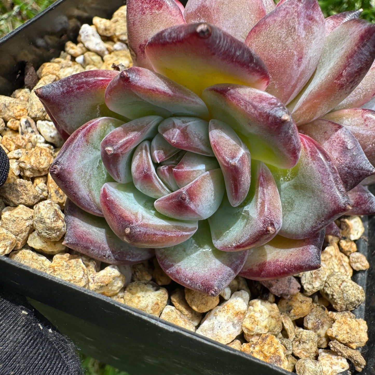 Echeveria 'Red Latam' small cluster, nice,3heads , 2.7inches