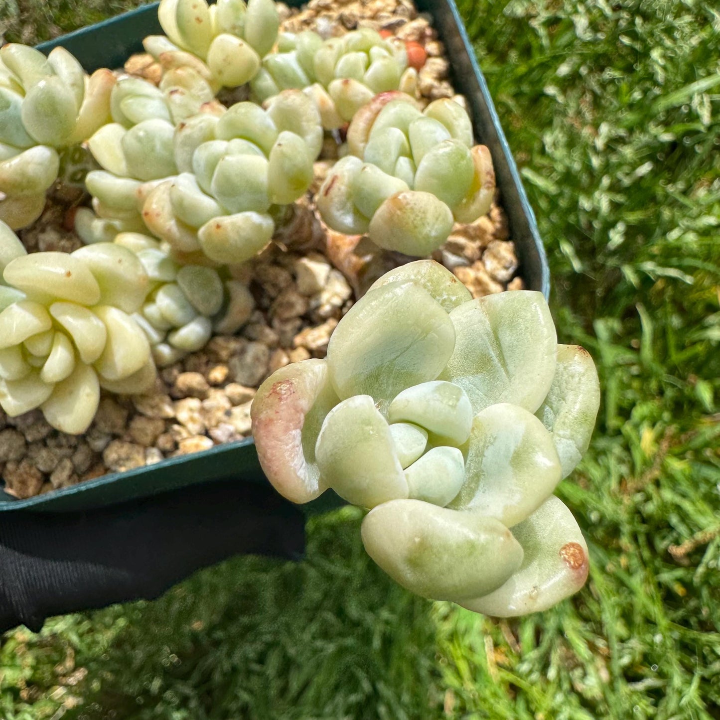 Sedum 'Clavatum Variegated' Cluster ,3Inches,