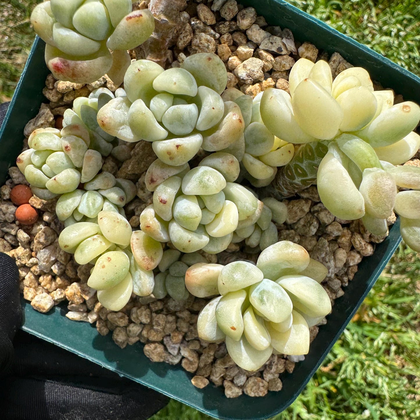 Sedum 'Clavatum Variegated' Cluster ,3Inches,