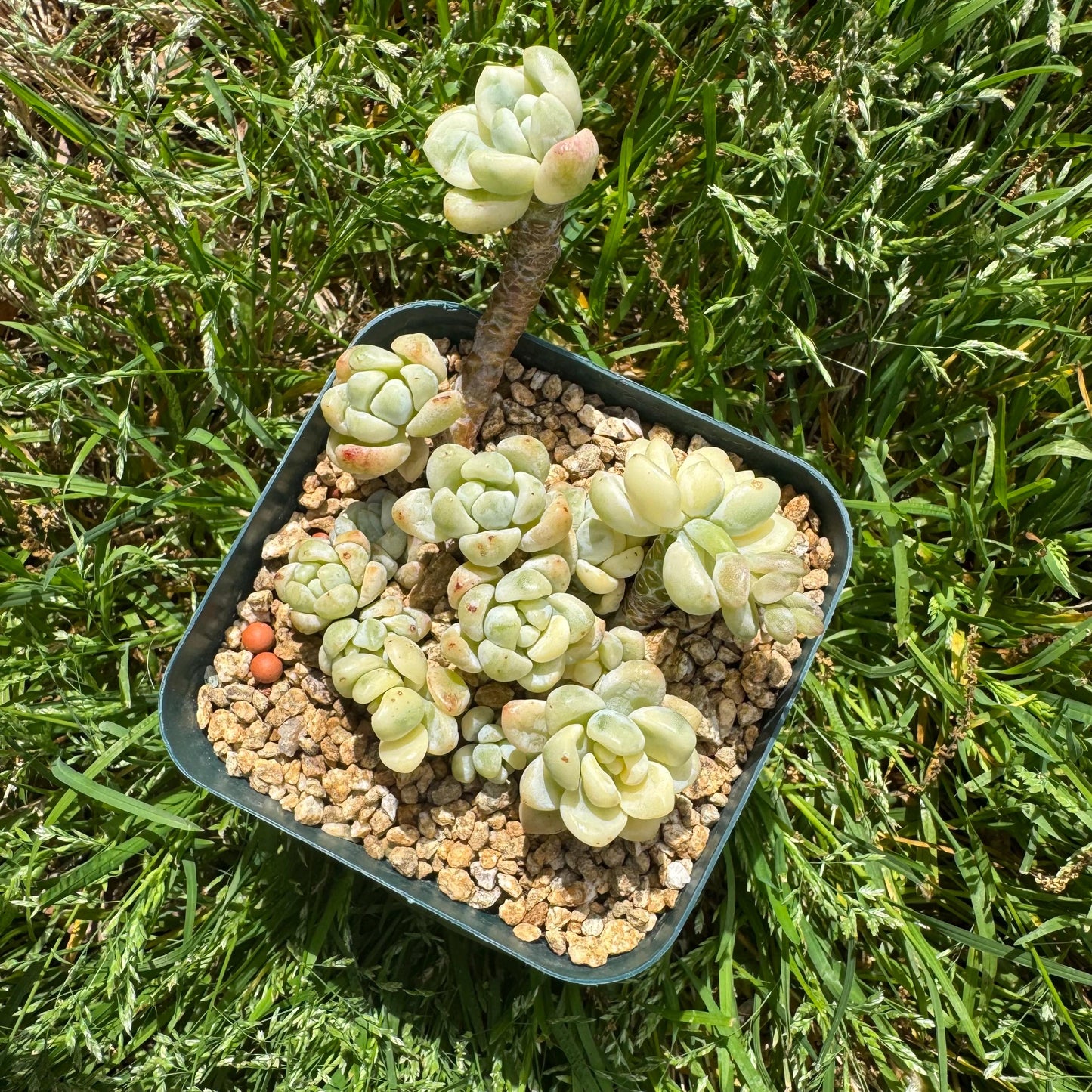 Sedum 'Clavatum Variegated' Cluster ,3Inches,