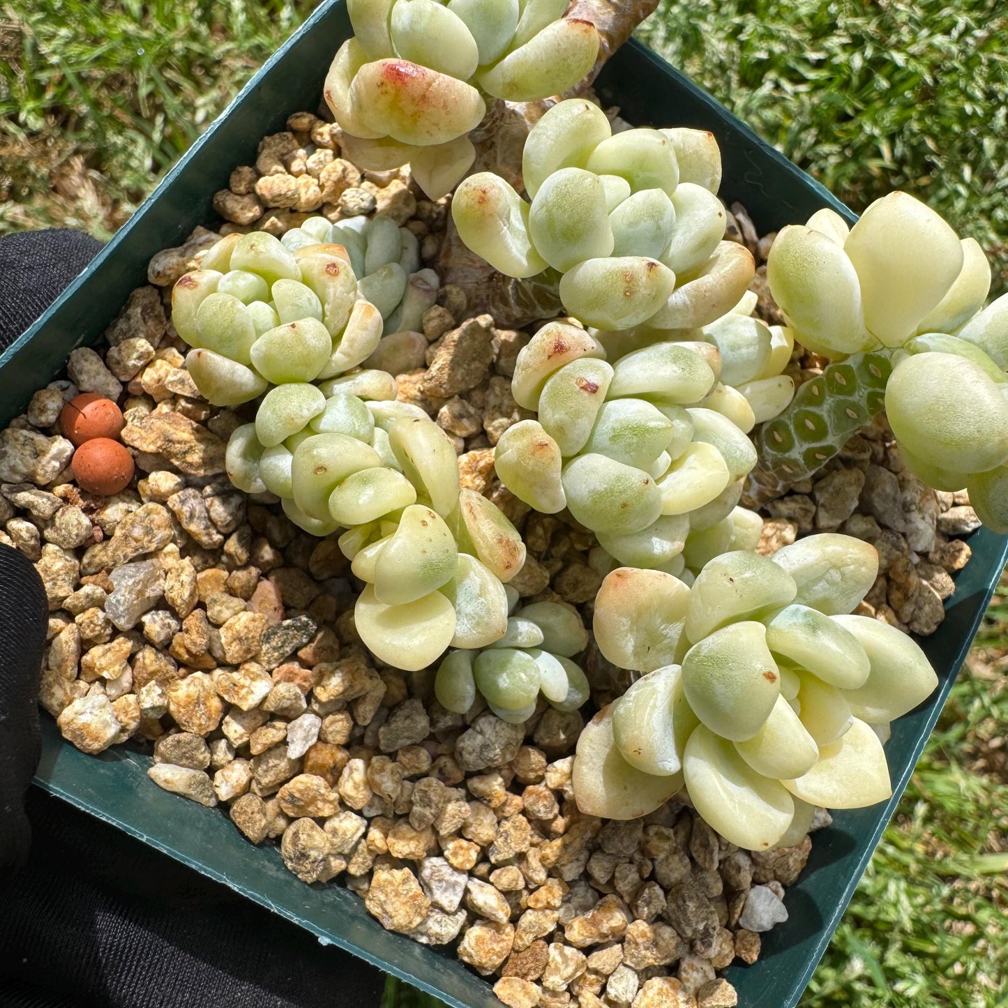 Sedum 'Clavatum Variegated' Cluster ,3Inches,