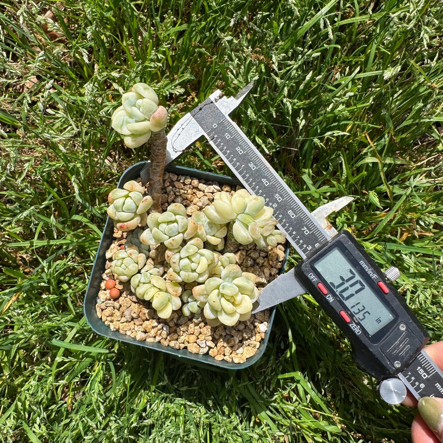 Sedum 'Clavatum Variegated' Cluster ,3Inches,