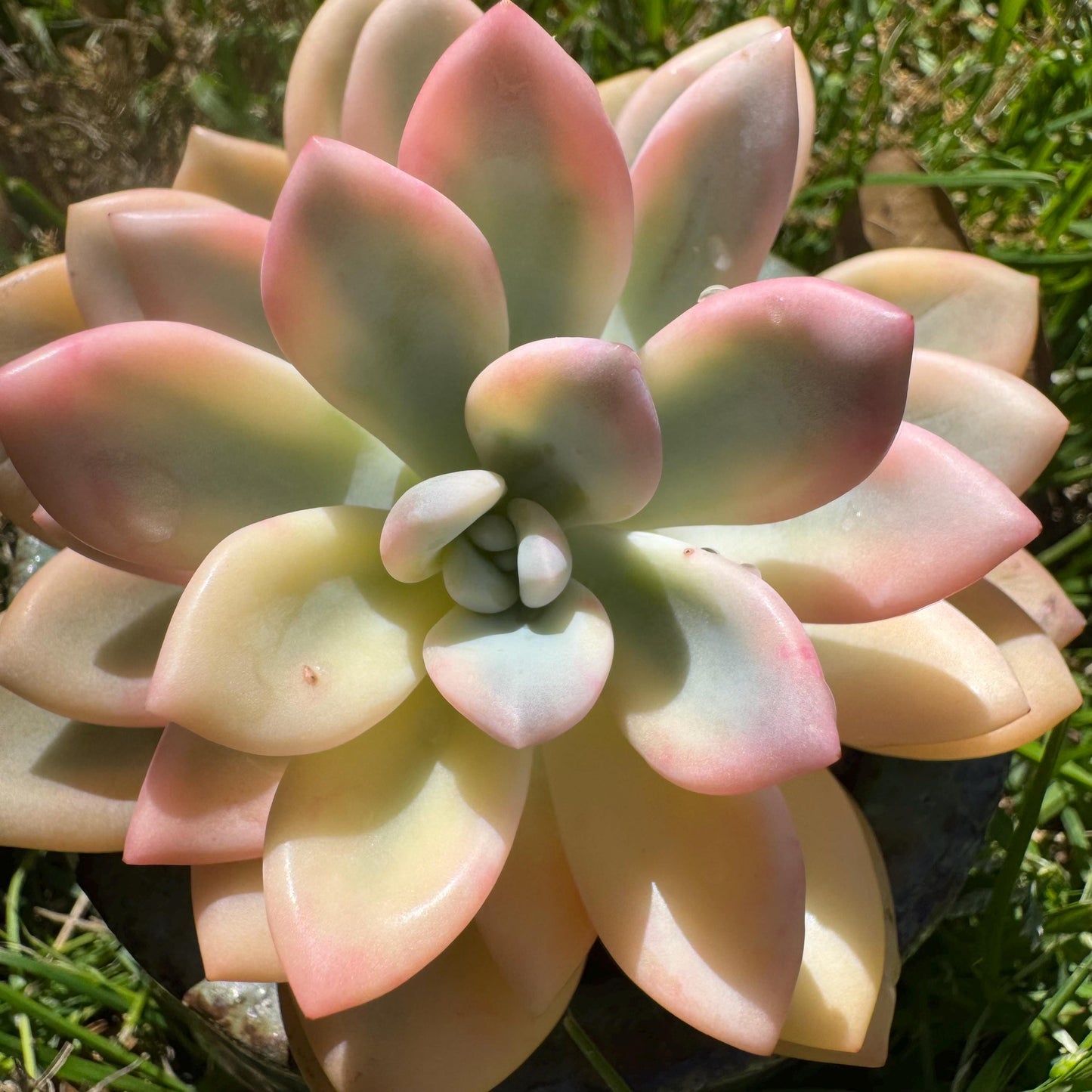Graptoveria 'Opalina variegatedā single head, 3.4inches