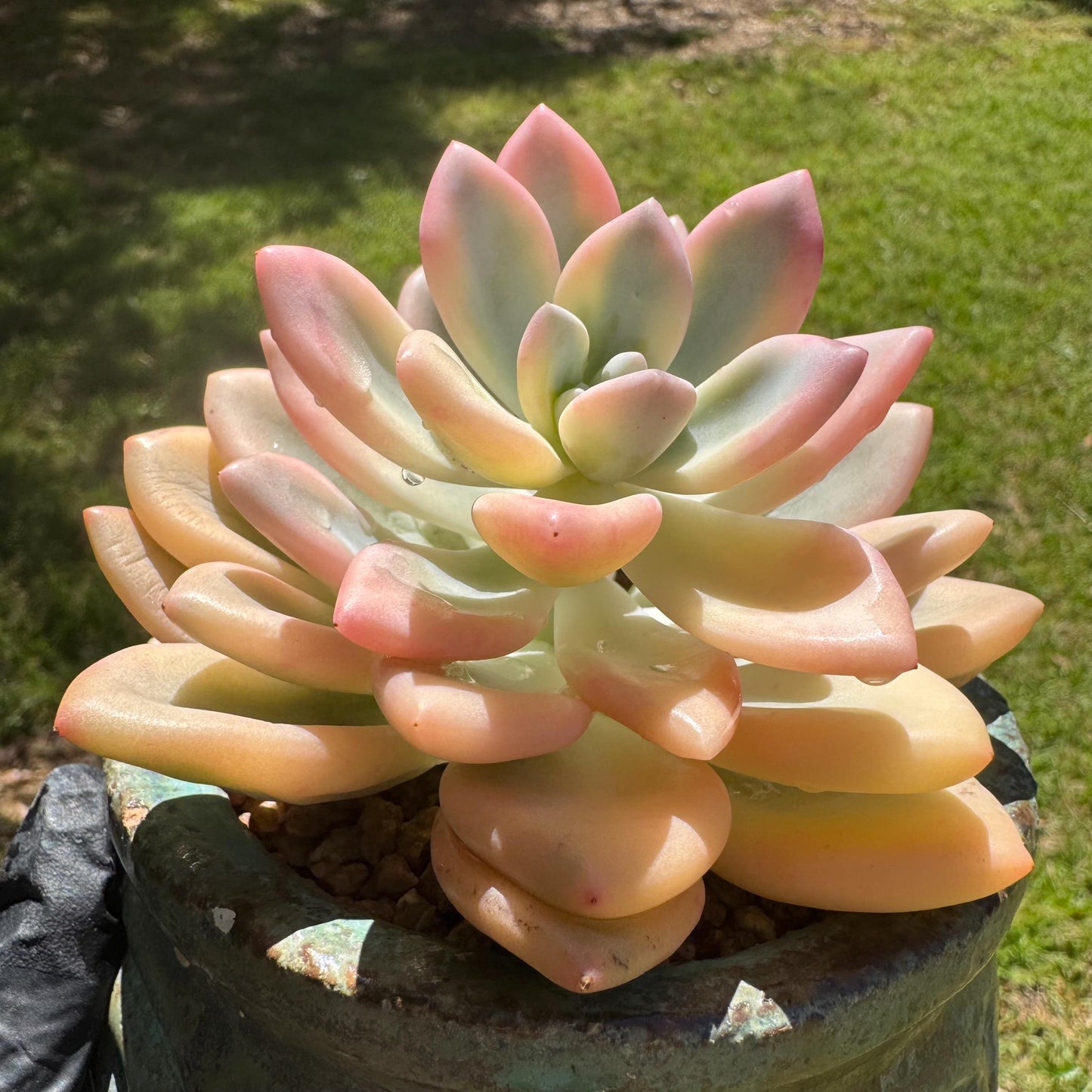 Graptoveria 'Opalina variegatedā single head, 3.4inches