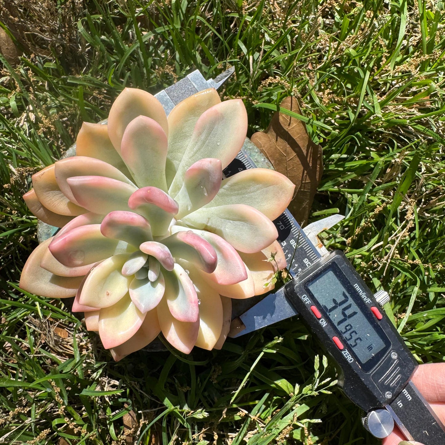 Graptoveria 'Opalina variegatedā single head, 3.4inches
