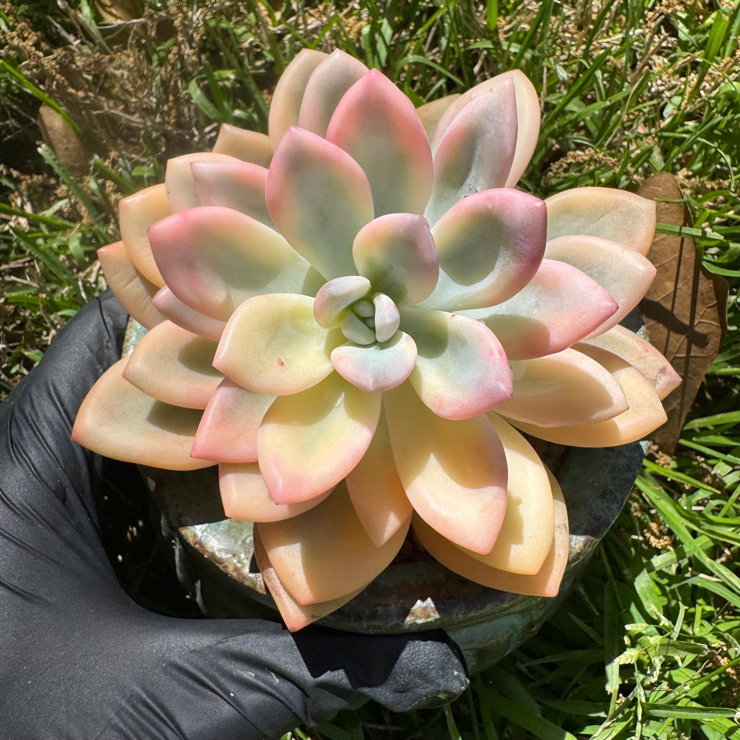 Graptoveria 'Opalina variegatedā single head, 3.4inches