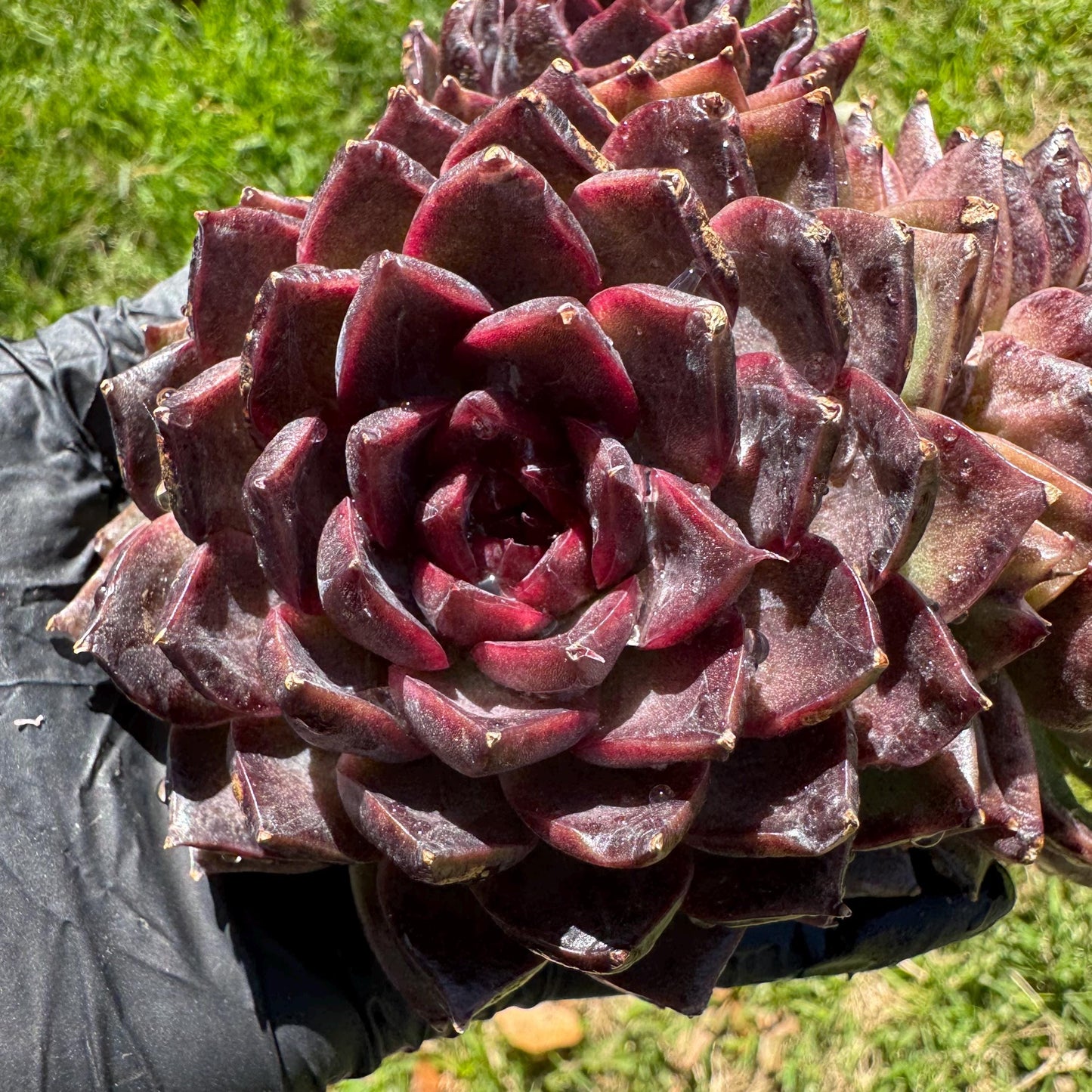 Echeveria'black crystal hybrid', 3heads, 4.9inches