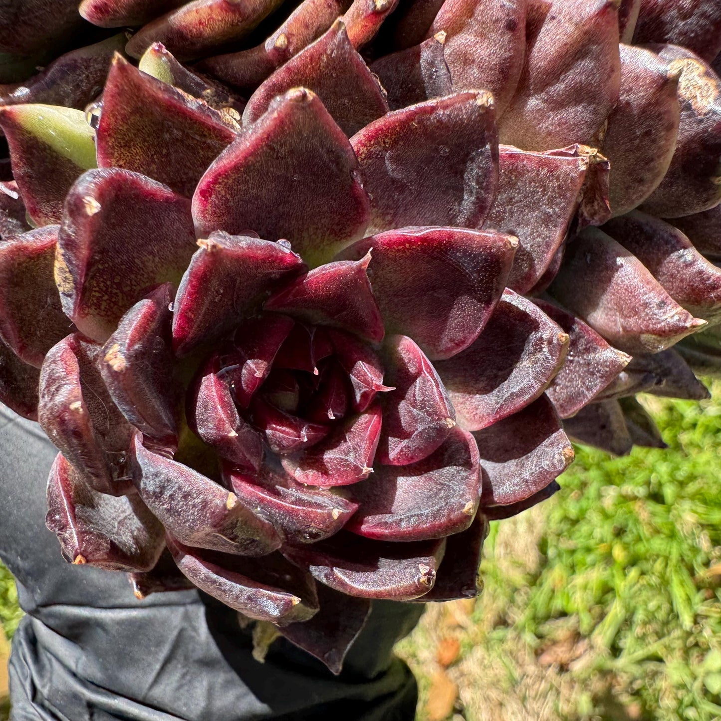 Echeveria'black crystal hybrid', 3heads, 4.9inches