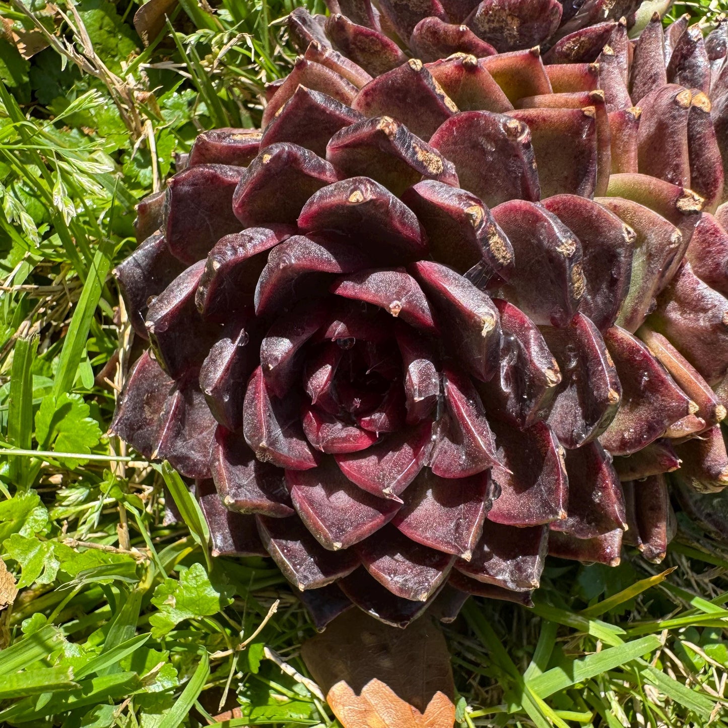 Echeveria'black crystal hybrid', 3heads, 4.9inches