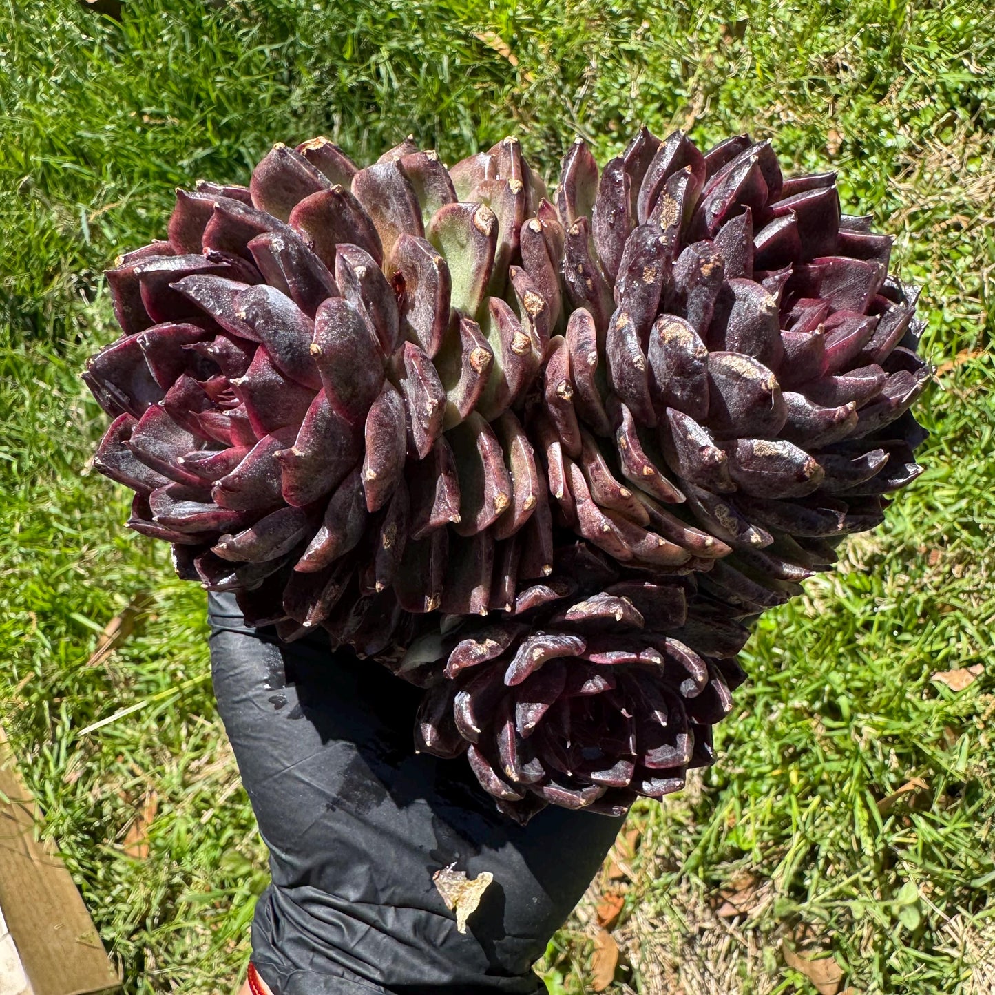 Echeveria'black crystal hybrid', 3heads, 4.9inches