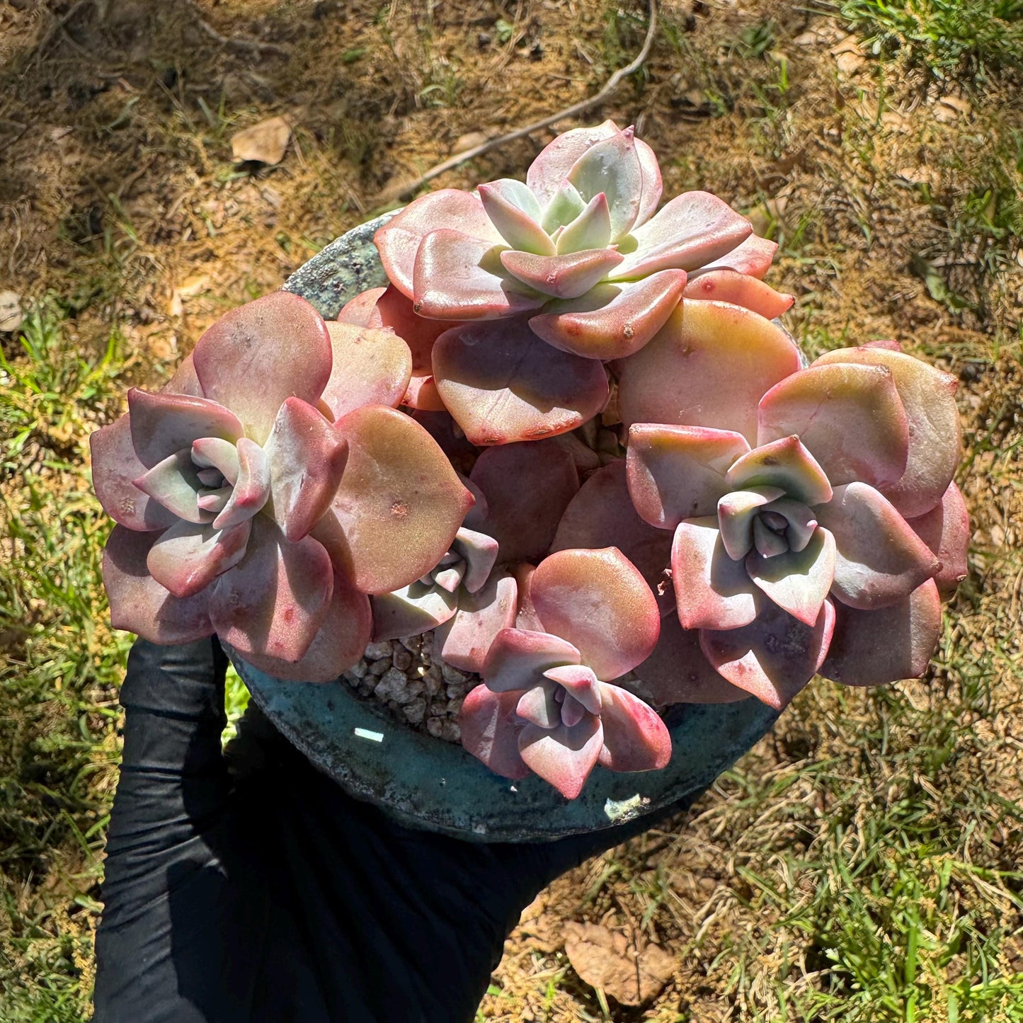 Succulents plants, Graptoveria 'Mrs. Richards' cluster, 3inche