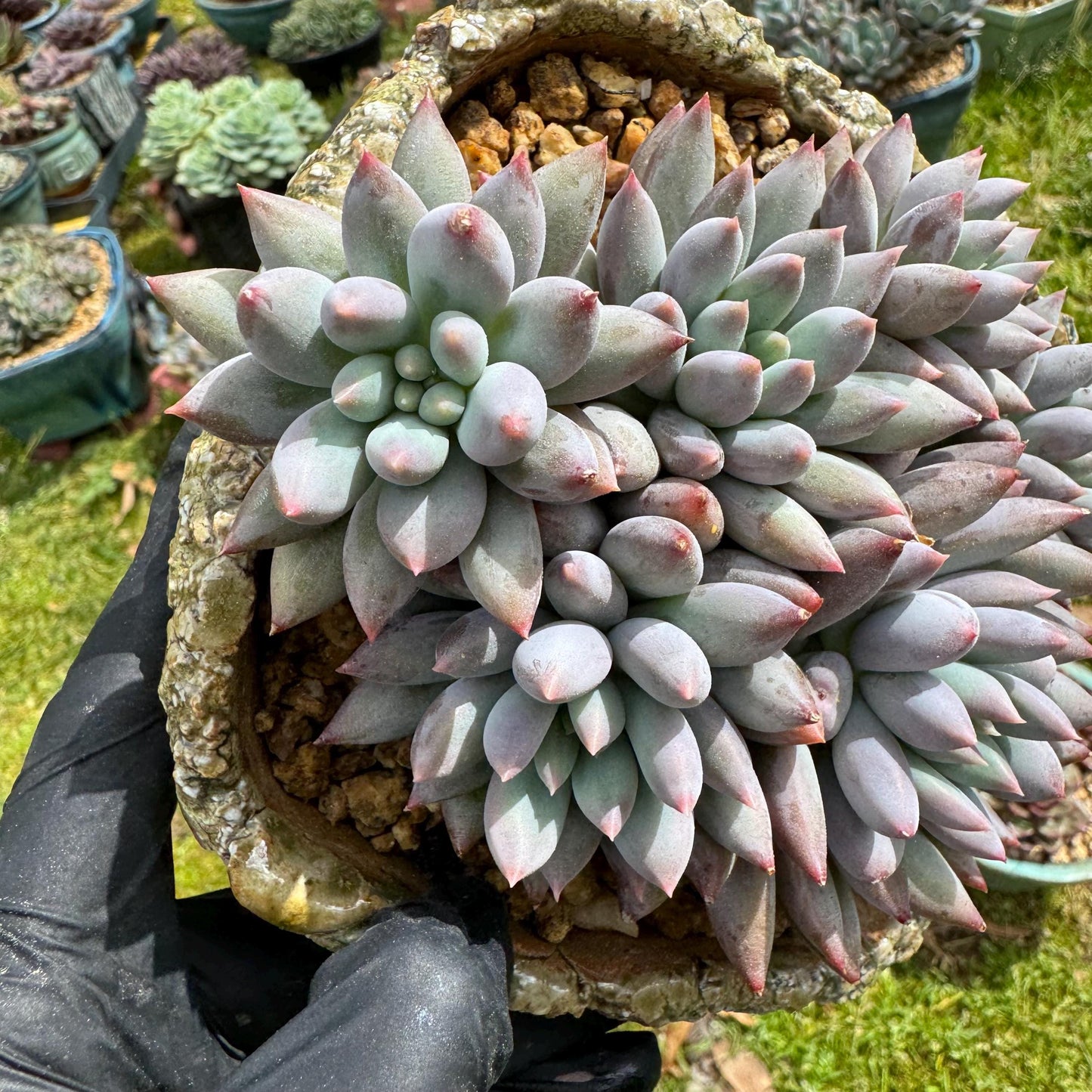 Rare succulents plants, Pachyveria' Angel's Finger' cluster, 4.0inches, 6heads