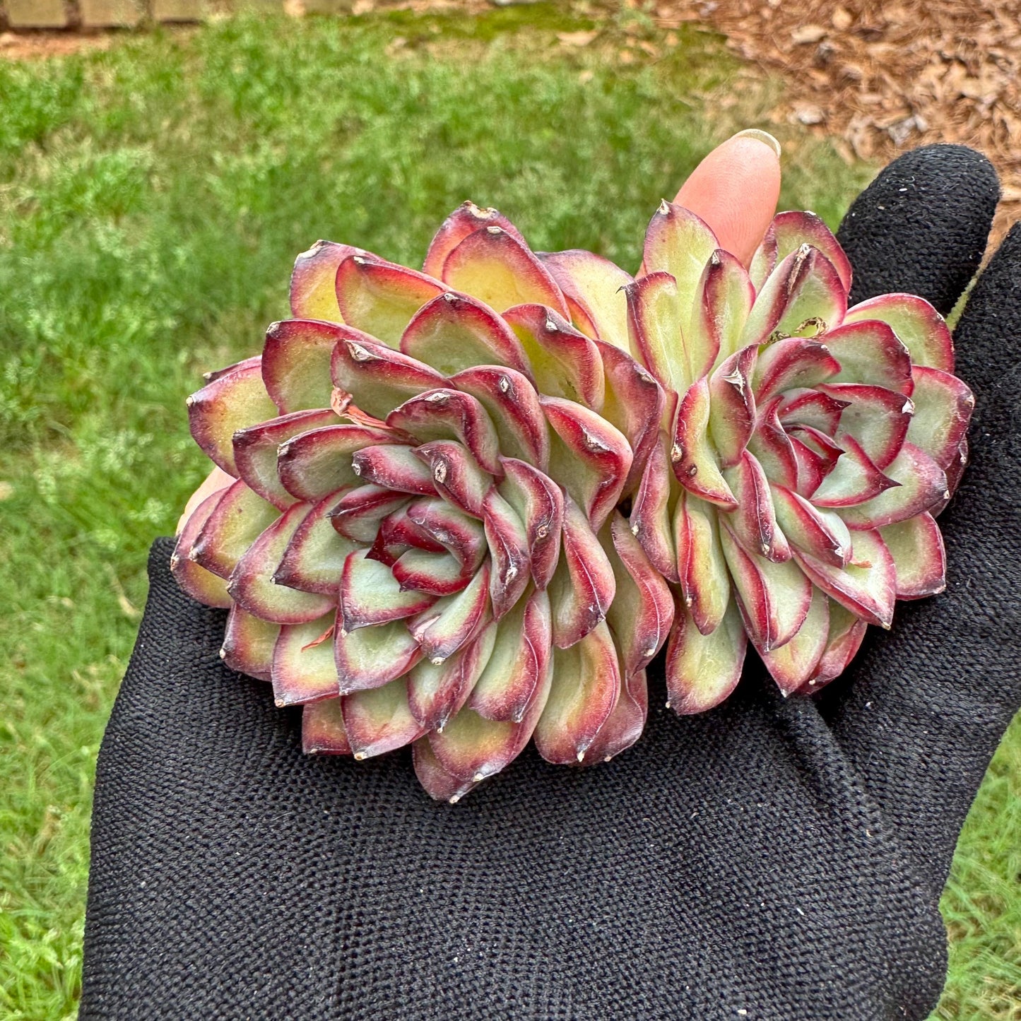 Rare succulents, Echeveria' pulidonis' , 2heads, 2.6inches