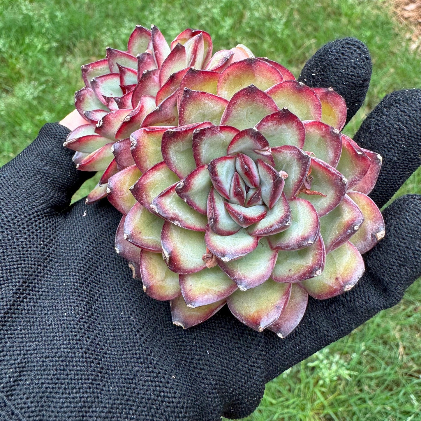Rare succulents, Echeveria' pulidonis' , 2heads, 2.6inches